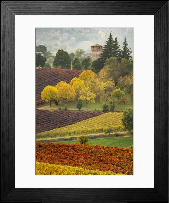 Framed Print : Castle and Vineyards in autumn, Castelvetro di Modena, Italy Framed Print : Castle and Vineyards in autumn, Castelvetro di Modena, Italy