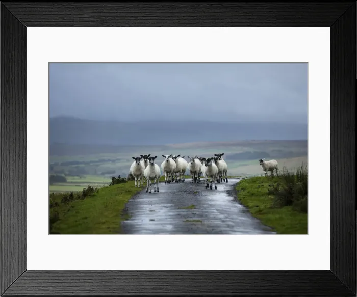 Framed Print : Sheep in the landscape, County Antrim, Northern Ireland, UK Framed Print : Sheep in the landscape, County Antrim, Northern Ireland, UK