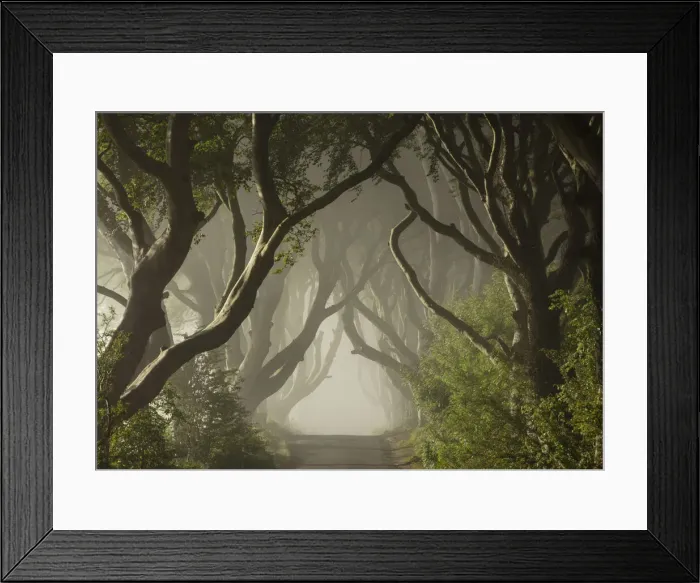 Framed Print : The Dark Hedges, Ballymoney, Northern Ireland, UK Framed Print : The Dark Hedges, Ballymoney, Northern Ireland, UK