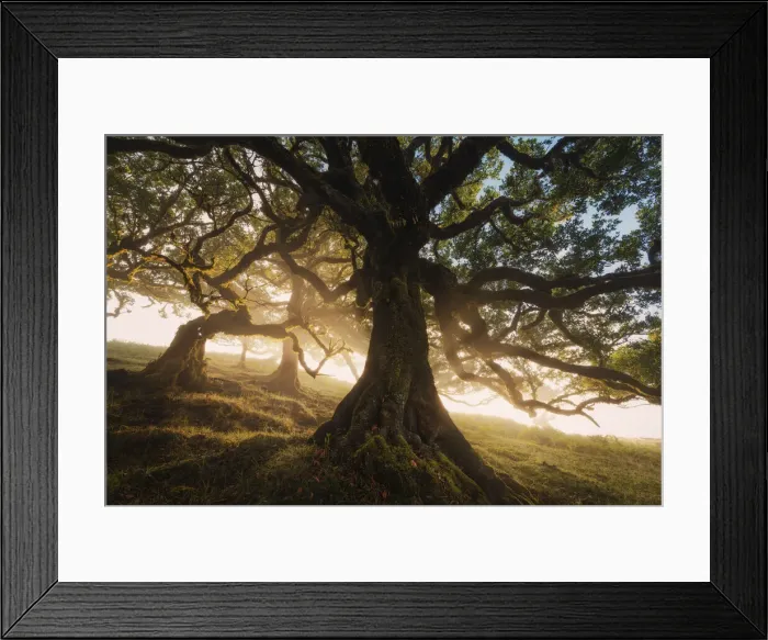 Framed Print : Old laurel trees at Fanal forest, Madeira island, Portugal, Europe. Unesco site Framed Print : Old laurel trees at Fanal forest, Madeira island, Portugal, Europe. Unesco site
