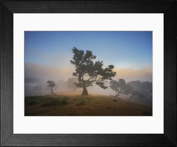 Framed Print : Old laurel trees at Fanal forest, Madeira island, Portugal, Europe. Unesco site