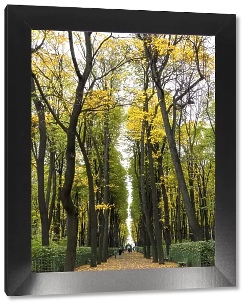 Tree avenues of the Summer Garden (Letniy sad) in autumn, Saint Petersburg, Russia