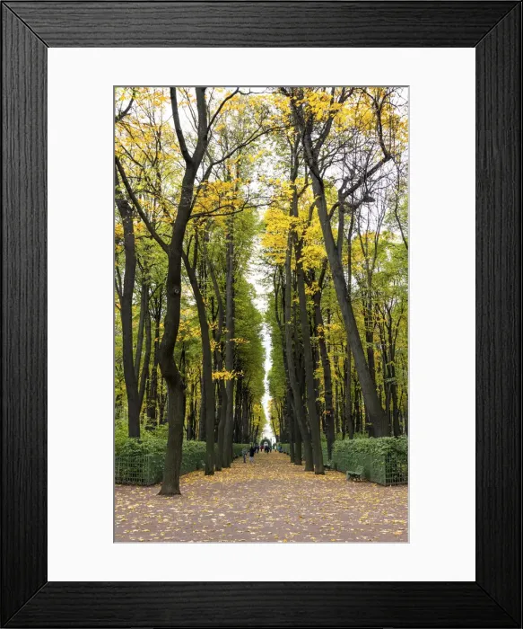 Framed Print : Tree avenues of the Summer Garden (Letniy sad) in autumn, Saint Petersburg, Russia Framed Print : Tree avenues of the Summer Garden (Letniy sad) in autumn, Saint Petersburg, Russia