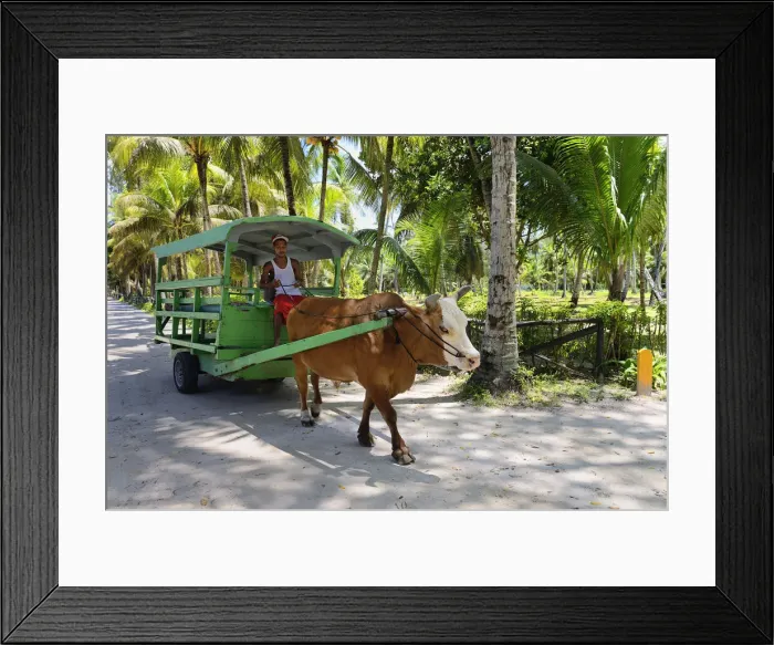 Framed Print : East Africa, Indian Ocean, Seychelles, La Digue Island, traditonell tourists Oxcart