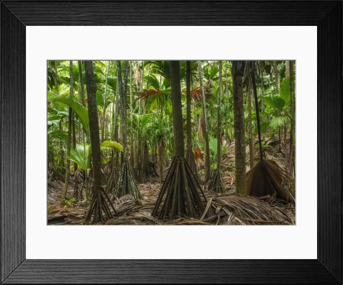 Framed Print : East Africa, Indian Ocean, Seychelles, Praslin Island, tropical palm forest - Seychelles Framed Print : East Africa, Indian Ocean, Seychelles, Praslin Island, tropical palm forest - Seychelles