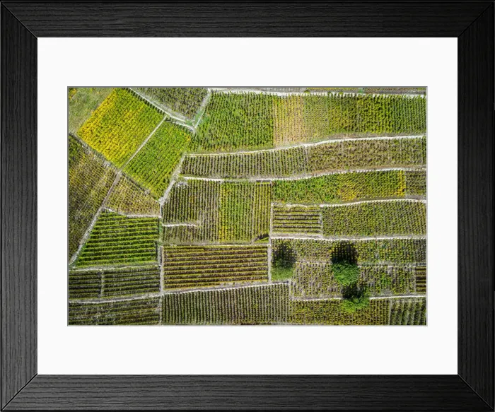 Framed Print : Switzerland, Canton of Valais, Fully, Vineyards on the hills of Fully Framed Print : Switzerland, Canton of Valais, Fully, Vineyards on the hills of Fully