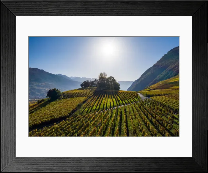 Framed Print : Switzerland, Canton of Valais, Saillon, Vineyards landscape around Saillon Framed Print : Switzerland, Canton of Valais, Saillon, Vineyards landscape around Saillon