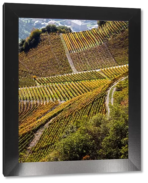 Switzerland, Canton of Valais, Saillon, Vineyards in the area of the Passerelle a