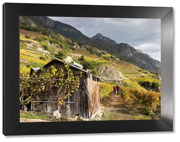 Switzerland, Canton of Valais, Fully, Vineyards of Michel Dorsaz & Fils winery