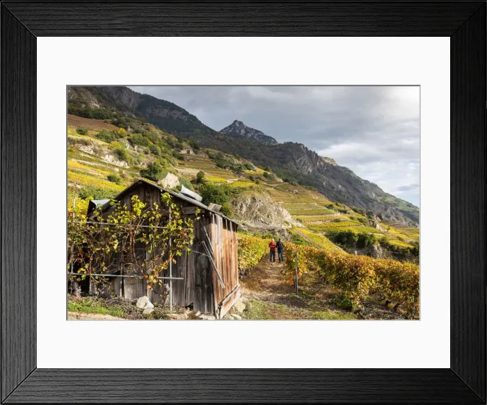 Framed Print : Switzerland, Canton of Valais, Fully, Vineyards of Michel Dorsaz & Fils winery Framed Print : Switzerland, Canton of Valais, Fully, Vineyards of Michel Dorsaz & Fils winery
