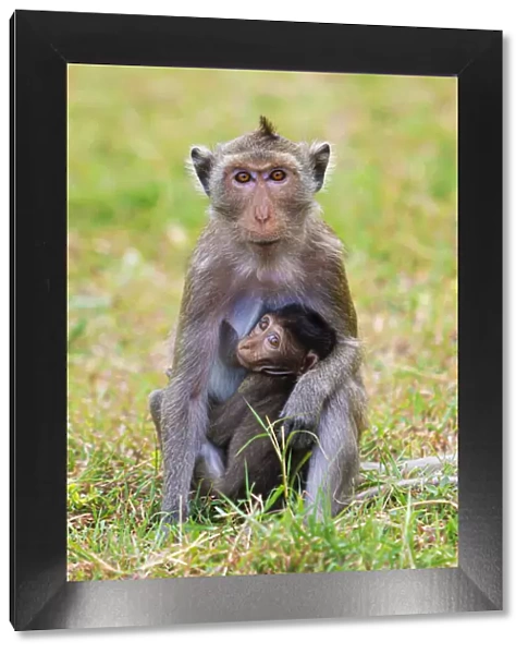 Thailand, Hua Hin, Monkey mountain, Macaque monkey and infant