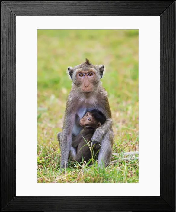 Framed Print : Thailand, Hua Hin, Monkey mountain, Macaque monkey and infant