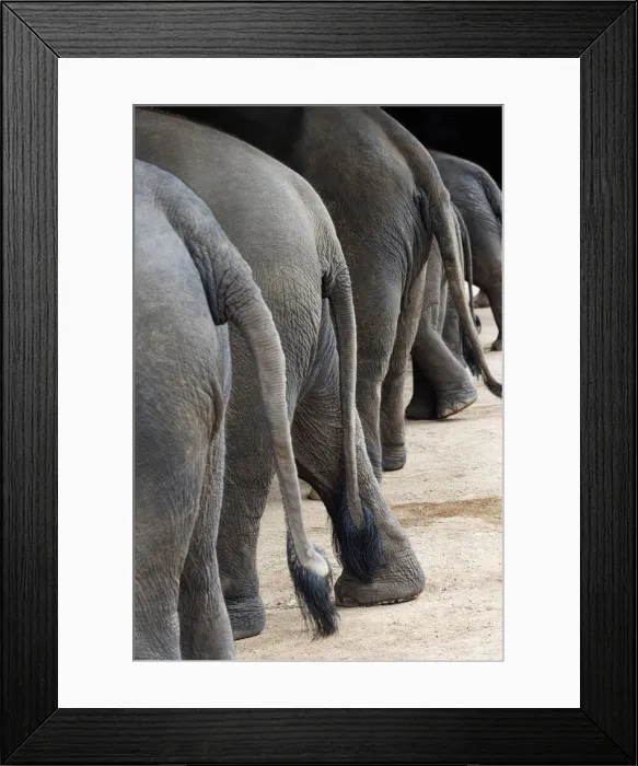 Framed Print : Thailand, Chiang mai, Lampang, Thai Elephant Conservation Centre Framed Print : Thailand, Chiang mai, Lampang, Thai Elephant Conservation Centre
