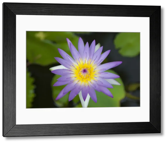 Framed Print : Thailand, Chiang mai, Water Lily (Nymphaea pubescens) Framed Print : Thailand, Chiang mai, Water Lily (Nymphaea pubescens)