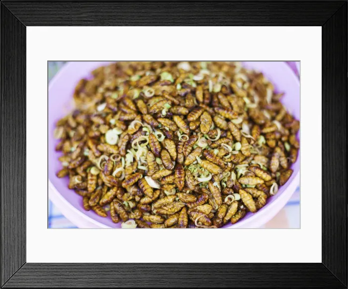 Framed Print : Thailand, Chiang mai, deep fried silk worm pupae (Bombyx Mori) for sale in a Thai market Framed Print : Thailand, Chiang mai, deep fried silk worm pupae (Bombyx Mori) for sale in a Thai market