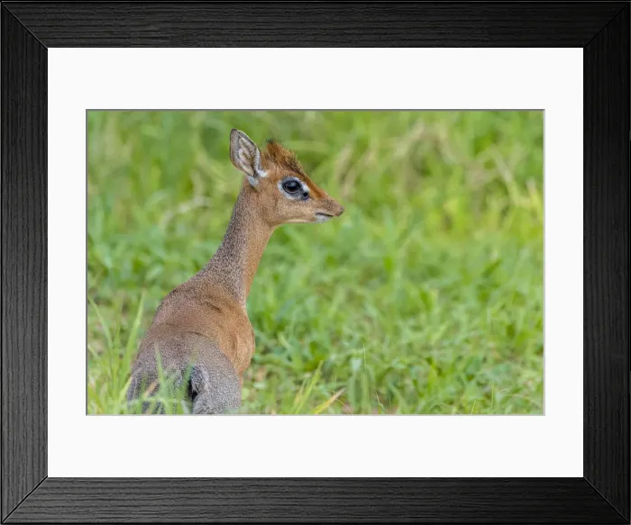 Framed Print : africa, Tanzania, Tarangire National Park. a Kirks Dik-Dik Framed Print : africa, Tanzania, Tarangire National Park. a Kirks Dik-Dik