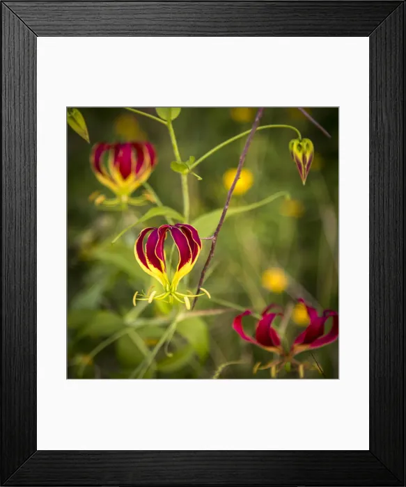 Framed Print : africa, Tanzania, Loibortsoit area. Flame lily Framed Print : africa, Tanzania, Loibortsoit area. Flame lily