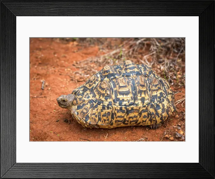 Framed Print : africa, Tanzania, Loibortsoit area. Leopard Tortoise