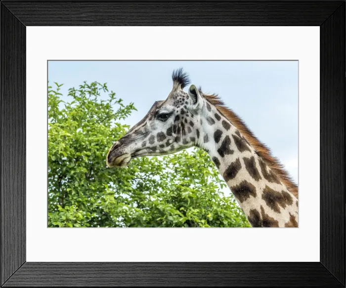 Framed Print : africa, Tanzania, Tarangire National Park. Detail of the head Framed Print : africa, Tanzania, Tarangire National Park. Detail of the head