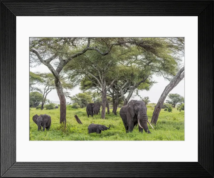 Framed Print : africa, Tanzania, Tarangire National Park. An elephant family Framed Print : africa, Tanzania, Tarangire National Park. An elephant family