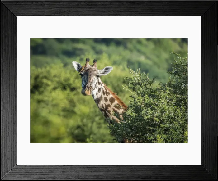 Framed Print : africa, Tanzania, Lake Manyara National Park. A giraffe, detail of the head and neck Framed Print : africa, Tanzania, Lake Manyara National Park. A giraffe, detail of the head and neck