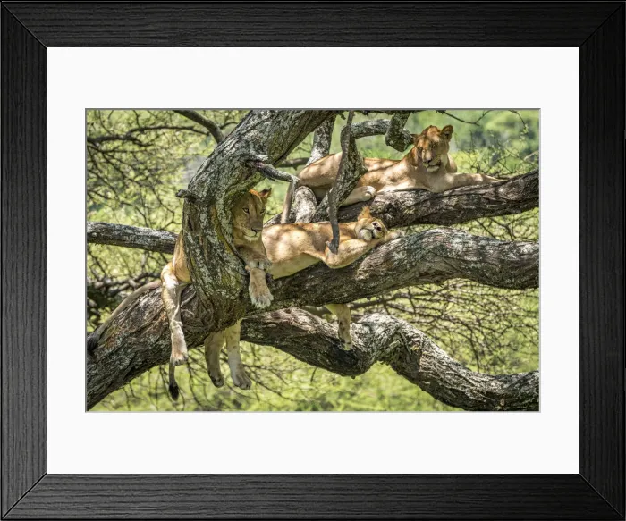 Framed Print : africa, Tanzania, Lake Manyara National Park. A group of lions hanging in the tree Framed Print : africa, Tanzania, Lake Manyara National Park. A group of lions hanging in the tree