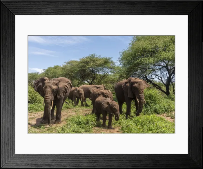 Framed Print : africa, Tanzania, Lake Manyara National Park. An elephant family Framed Print : africa, Tanzania, Lake Manyara National Park. An elephant family