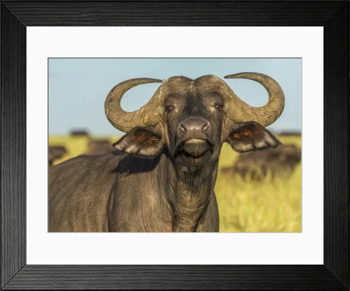 Framed Print : africa, Tanzania, Serengeti. A buffalo portrait
