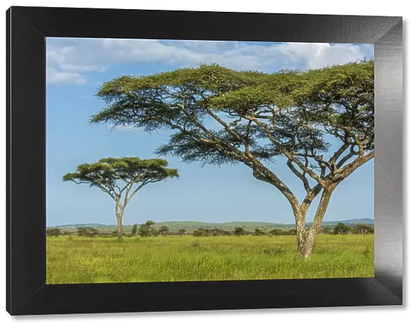 africa, Tanzania, Serengeti. Typical landscape of the plain with the acacia trees
