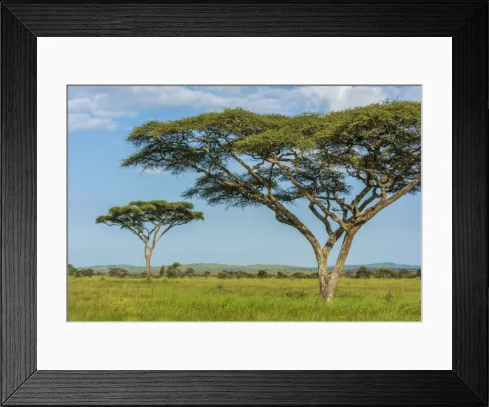 Framed Print : africa, Tanzania, Serengeti. Typical landscape of the plain with the acacia trees Framed Print : africa, Tanzania, Serengeti. Typical landscape of the plain with the acacia trees