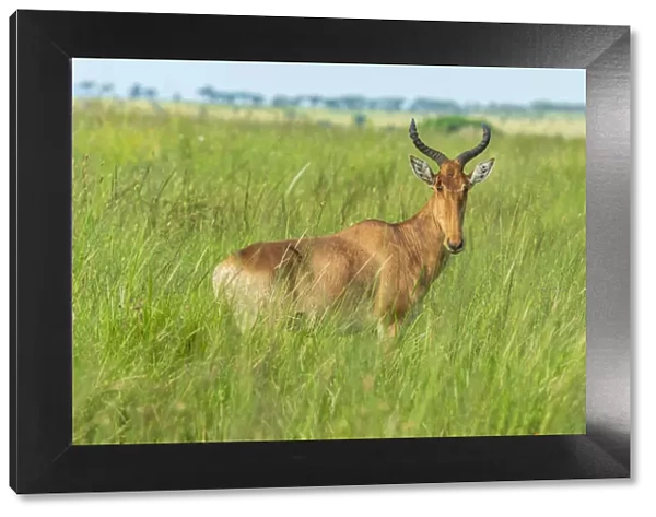 africa, Tanzania, Serengeti. A topi antelope in the Serengeti plains