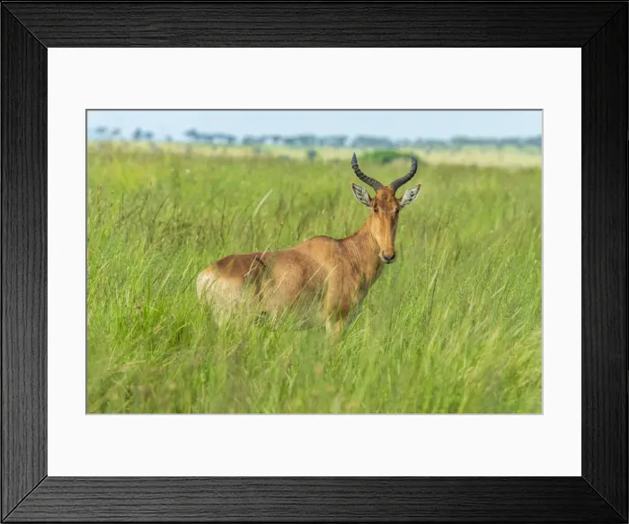 Framed Print : africa, Tanzania, Serengeti. A topi antelope in the Serengeti plains Framed Print : africa, Tanzania, Serengeti. A topi antelope in the Serengeti plains