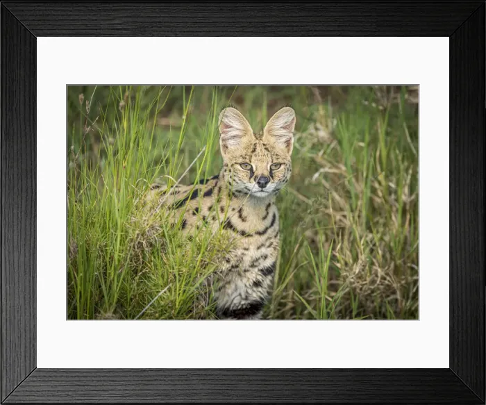 Framed Print : africa, Tanzania, Serengeti. A Serval Cat in the Serengeti plains Framed Print : africa, Tanzania, Serengeti. A Serval Cat in the Serengeti plains