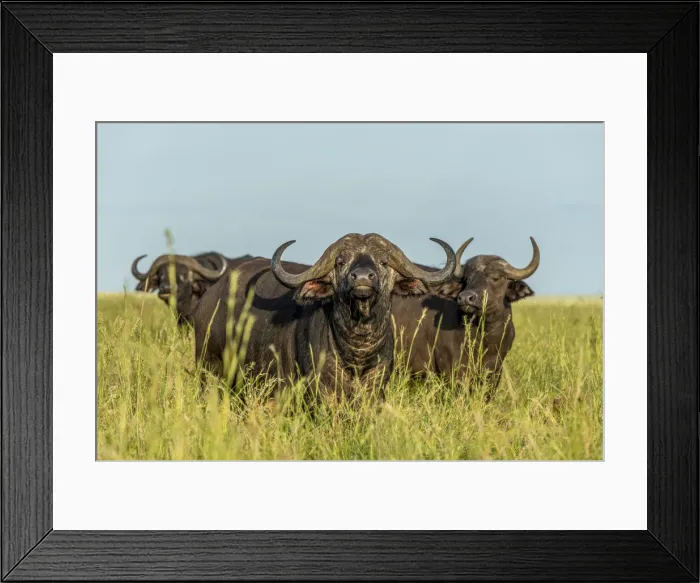 Framed Print : africa, Tanzania, Serengeti. A herd of buffalo Framed Print : africa, Tanzania, Serengeti. A herd of buffalo