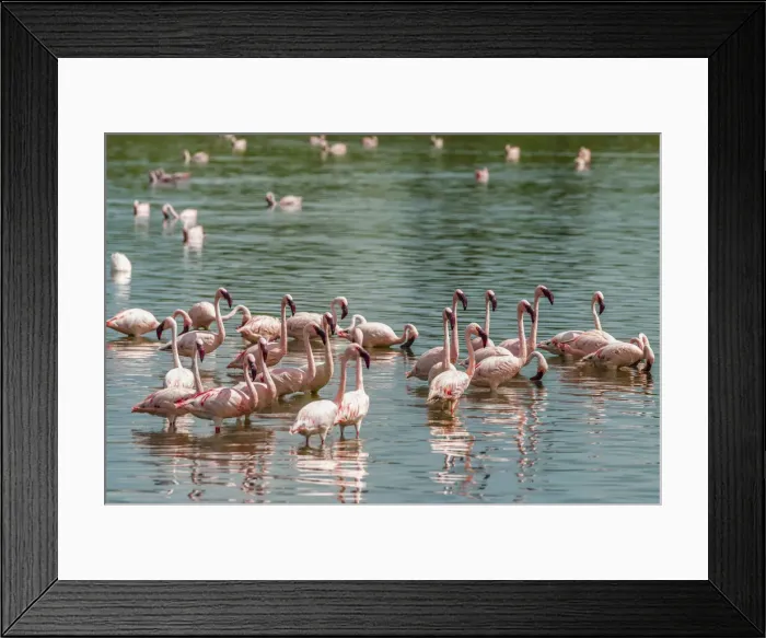 Framed Print : africa, Tanzania, Serengeti. Greater and Lesser Flamingos in a little natural lake Framed Print : africa, Tanzania, Serengeti. Greater and Lesser Flamingos in a little natural lake