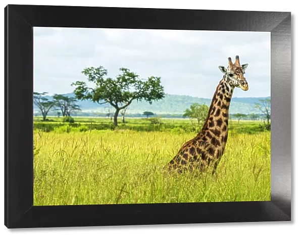africa, Tanzania, Serengeti. A Giraffe in the Serengeti Landscape