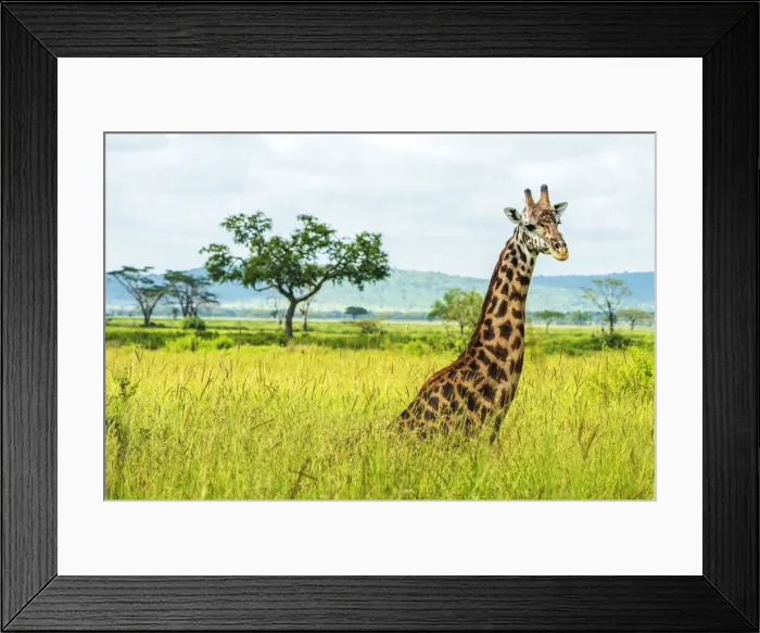 Framed Print : africa, Tanzania, Serengeti. A Giraffe in the Serengeti Landscape Framed Print : africa, Tanzania, Serengeti. A Giraffe in the Serengeti Landscape