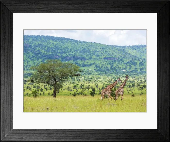 Framed Print : africa, Tanzania, Serengeti. Giraffes in the Serengeti Landscape Framed Print : africa, Tanzania, Serengeti. Giraffes in the Serengeti Landscape