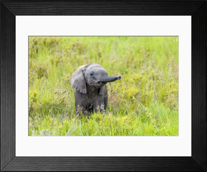 Framed Print : africa, Tanzania, Serengeti. A cute elephant playing Framed Print : africa, Tanzania, Serengeti. A cute elephant playing