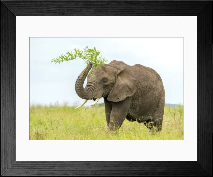 Framed Print : africa, Tanzania, Serengeti. An elephant playing with food