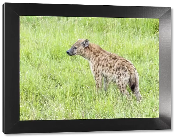 africa, Tanzania, Serengeti. A spottet hyena