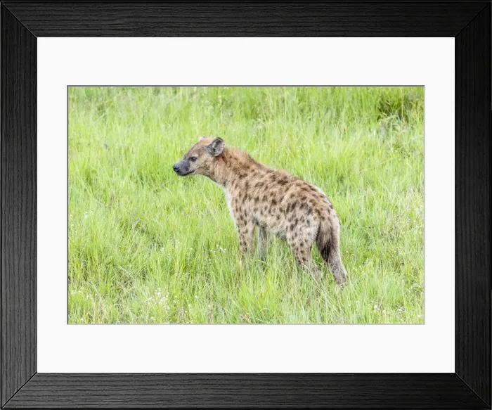 Framed Print : africa, Tanzania, Serengeti. A spottet hyena Framed Print : africa, Tanzania, Serengeti. A spottet hyena
