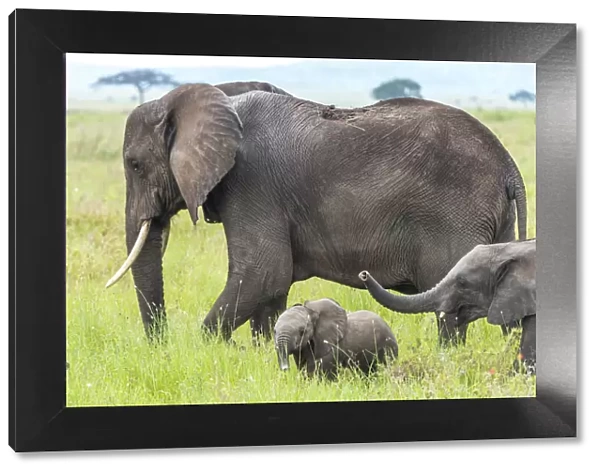 africa, Tanzania, Serengeti. An elephant family with two cubs