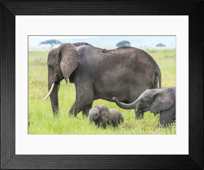 Framed Print : africa, Tanzania, Serengeti. An elephant family with two cubs