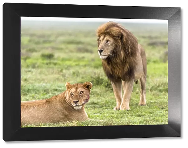 africa, Tanzania, Serengeti. A lion couple in the grass of the Serengeti