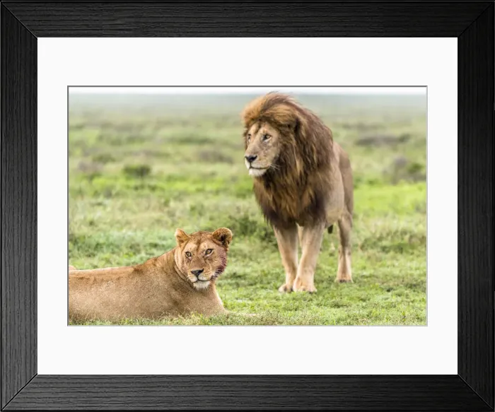 Framed Print : africa, Tanzania, Serengeti. A lion couple in the grass of the Serengeti Framed Print : africa, Tanzania, Serengeti. A lion couple in the grass of the Serengeti