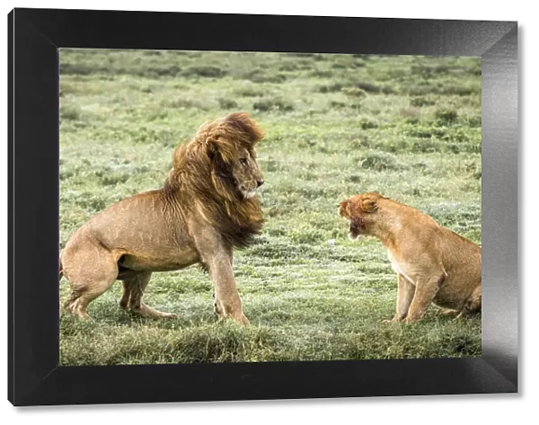 africa, Tanzania, Serengeti. A fighting lion couple in the grass of the Serengeti