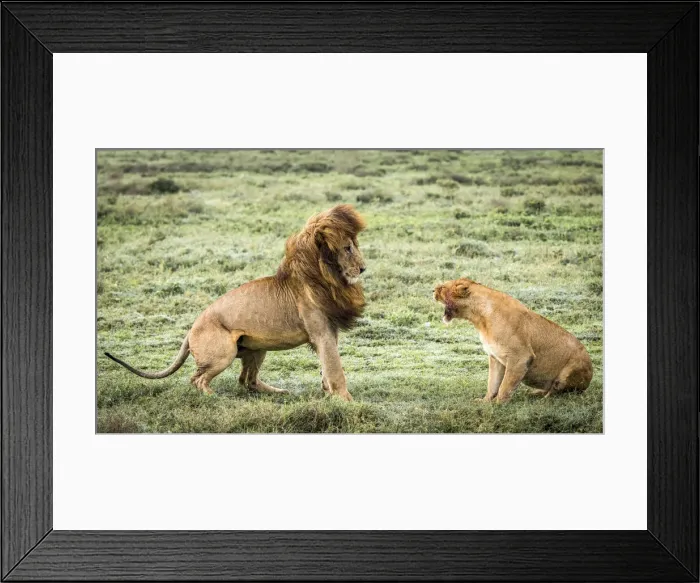 Framed Print : africa, Tanzania, Serengeti. A fighting lion couple in the grass of the Serengeti