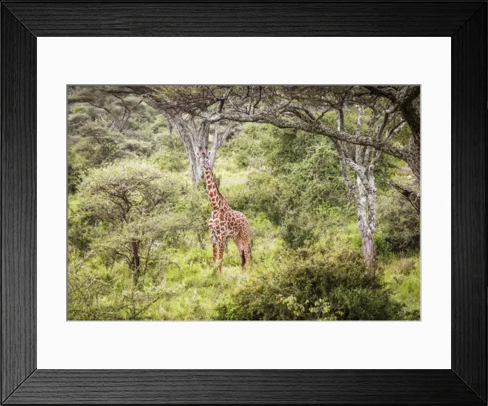 Framed Print : africa, Tanzania, Serengeti. A giraffe in the forest Framed Print : africa, Tanzania, Serengeti. A giraffe in the forest