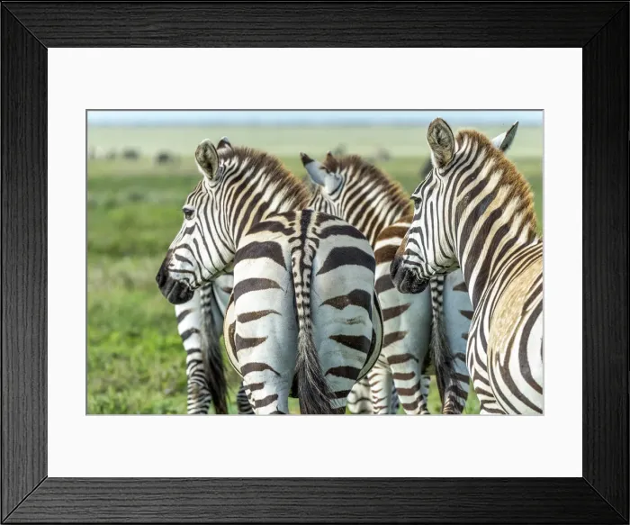Framed Print : africa, Tanzania, Serengeti. A group of zebras, part of the migration